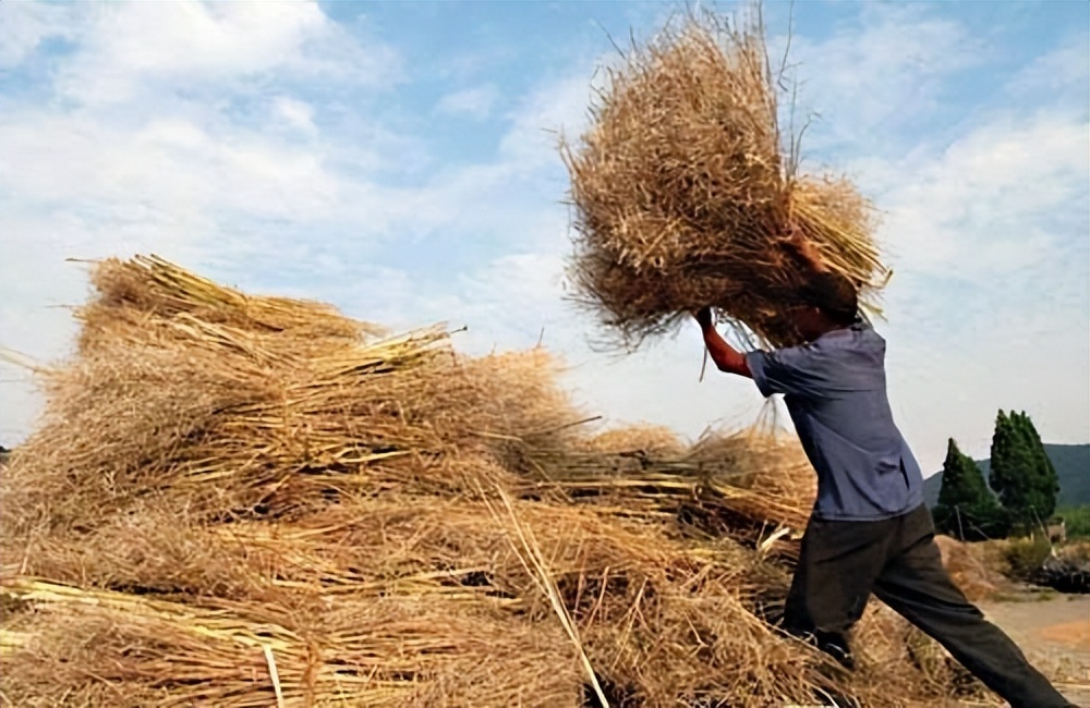 关于农作物秸秆禁烧的政策,你怎么看秸秆禁烧令