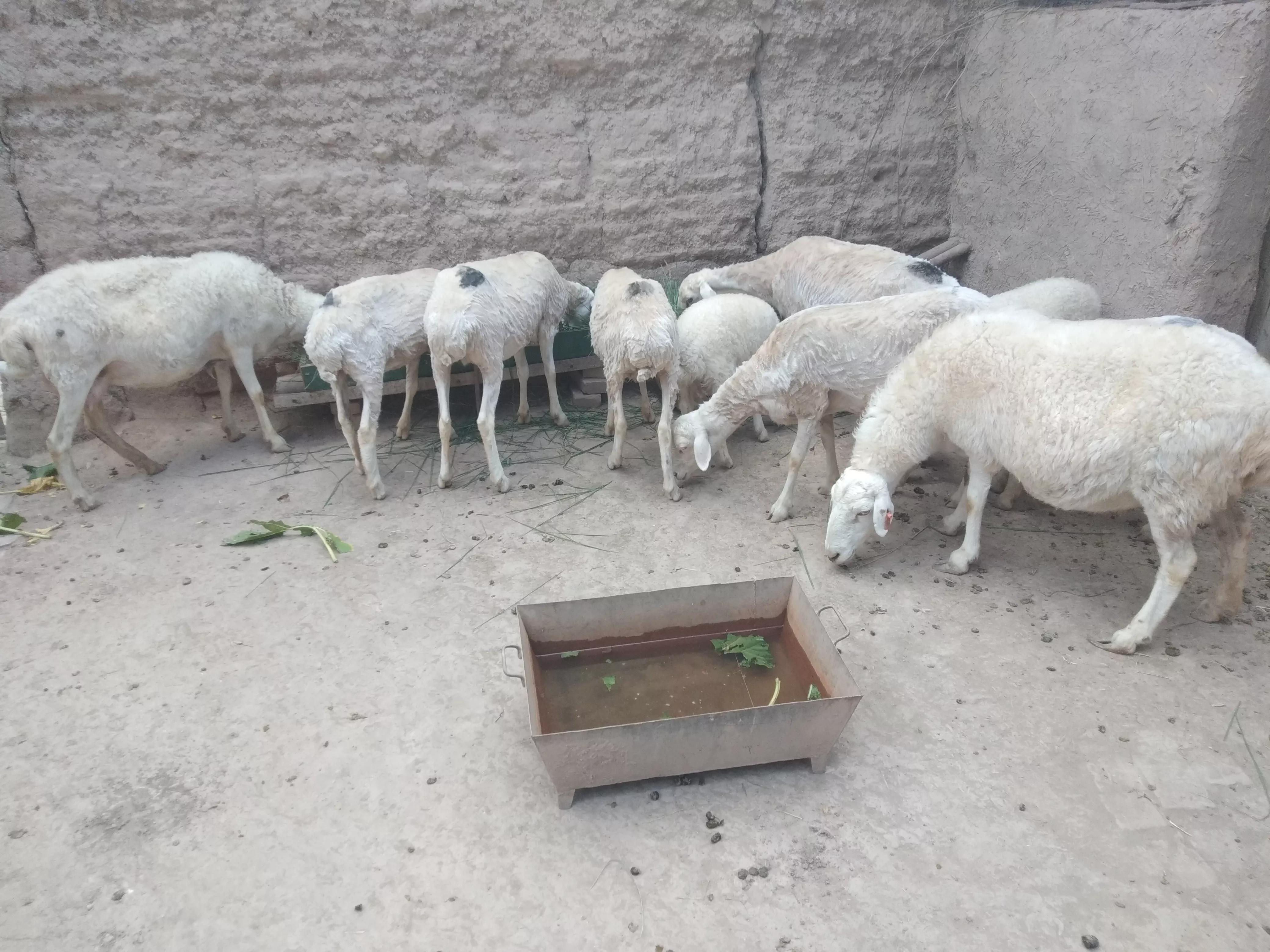 现在的羊价育肥羊能赚钱吗,羊养殖羊价