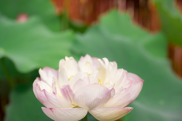 三伏天和小暑大暑处暑的关系,小暑三吃三不准指的是什么