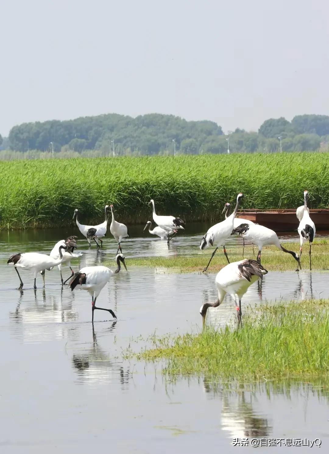阳性过了是阳康还是阳过,阳性好了是阳康还是阳过