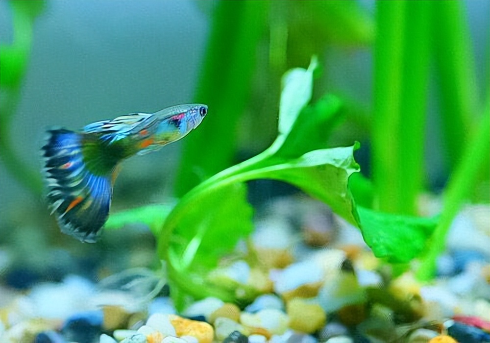 大的孔雀鱼跟小的孔雀鱼会繁殖吗,野生孔雀鱼和精品孔雀鱼繁殖