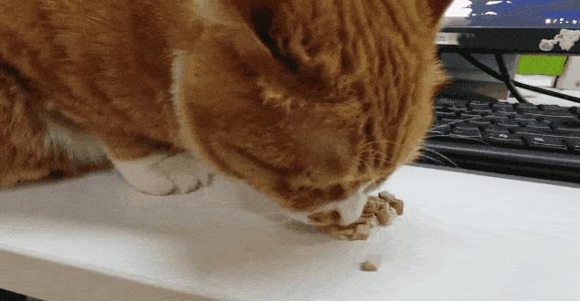 猫咪最喜欢的十种声音,猫咪最喜欢的五种人