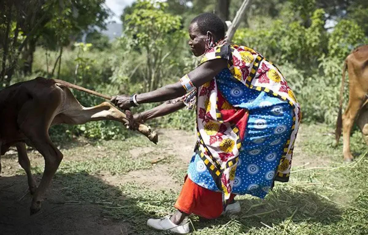马赛人抢狮群的食物动图,马赛人从狮子豹子口中抢夺食物