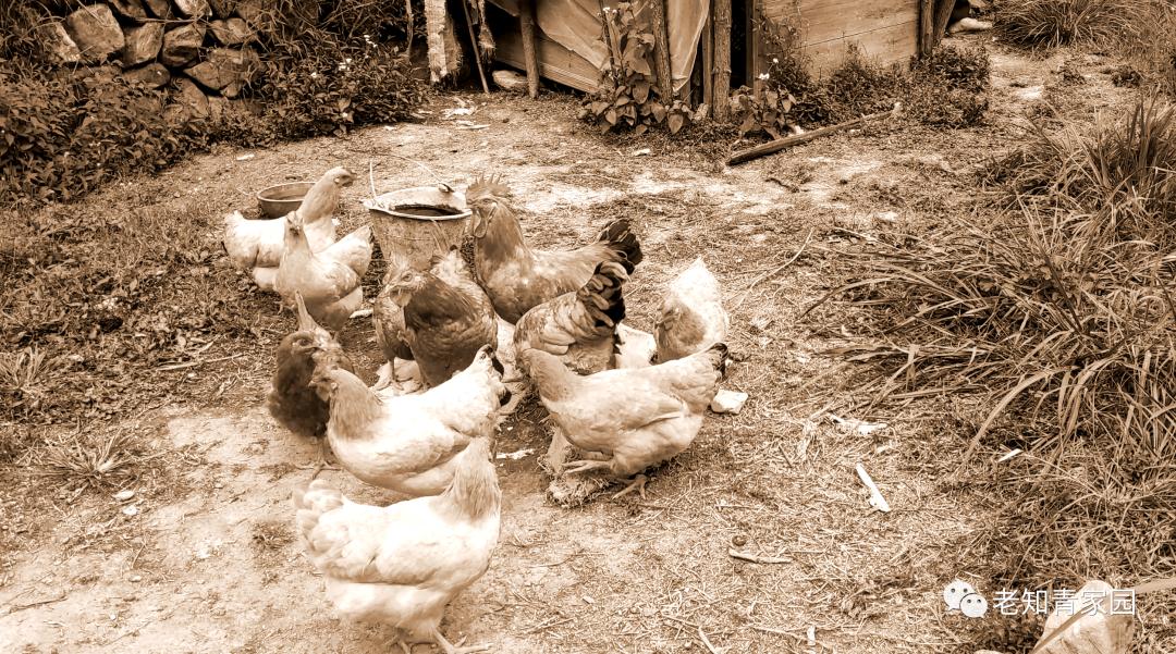 在农村当知青七八十年代,回想在农村插队时