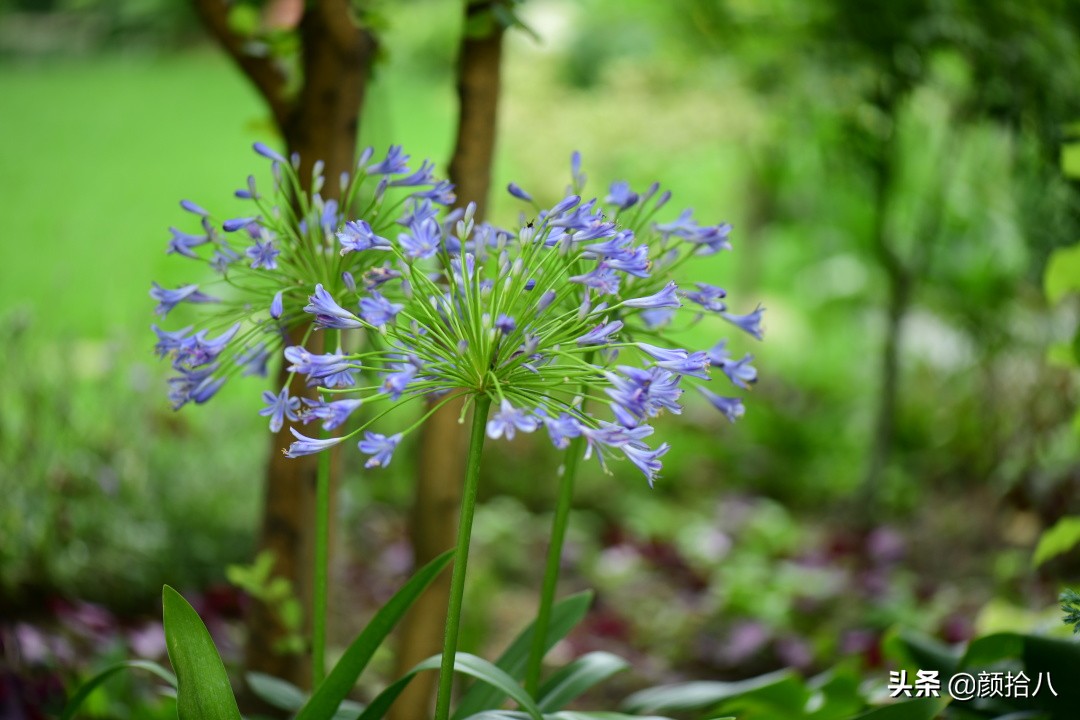 看到你的花园那么惨，我就安心了|园丁