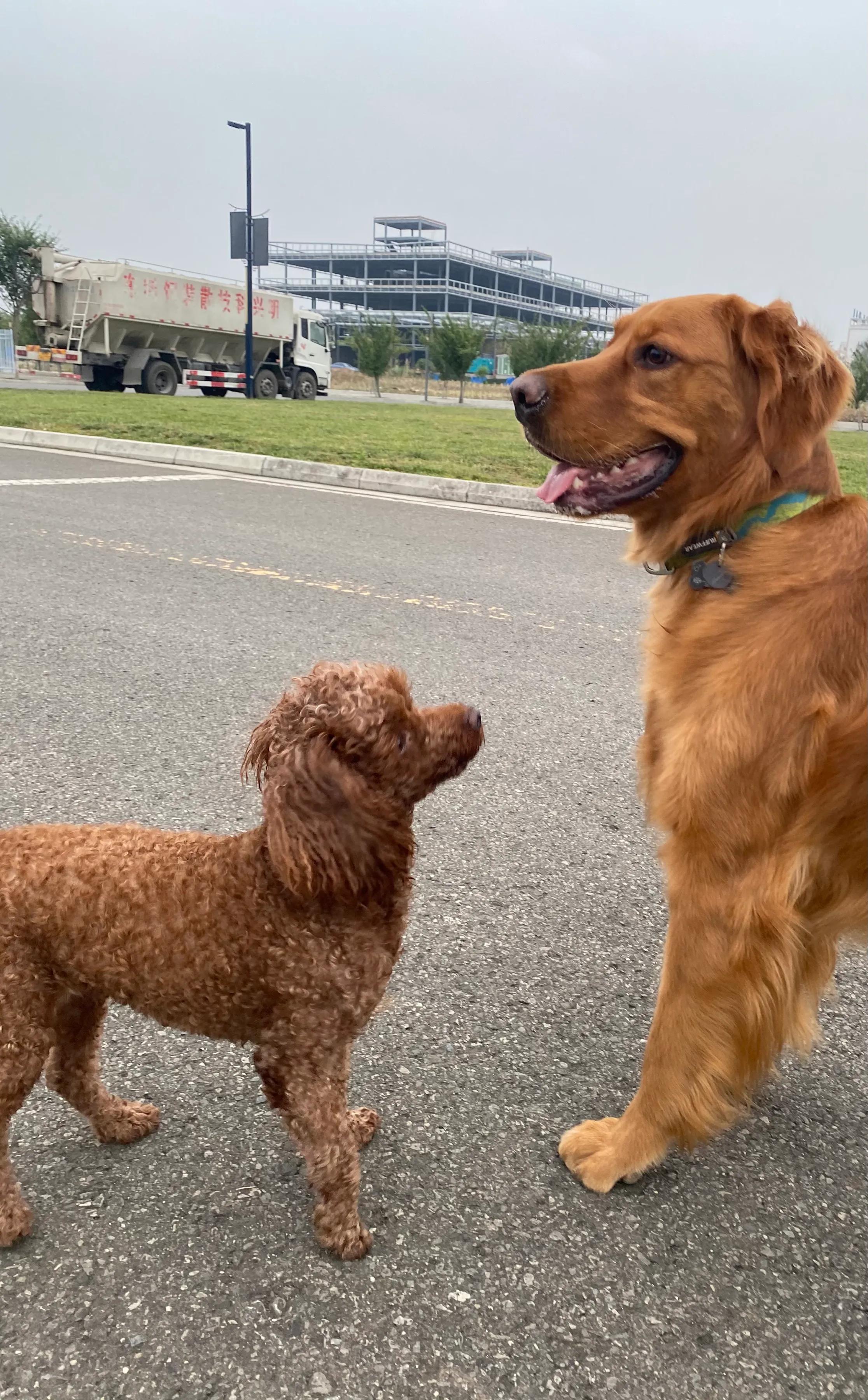 泰迪犬的优缺点及性格,泰迪犬的优缺点