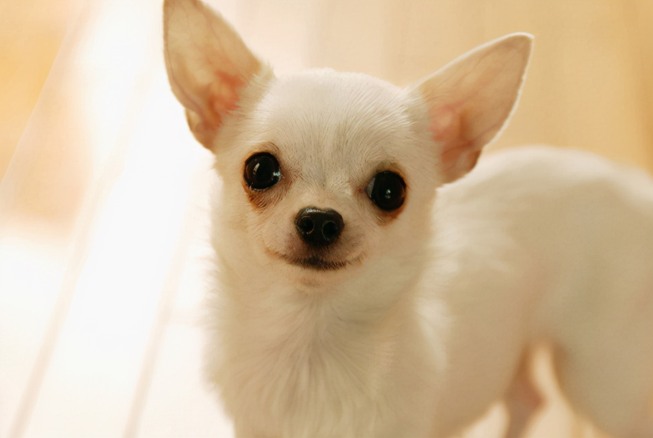 吉娃娃晚上睡觉关在笼子里好吗,吉娃娃叫它不停怎么办