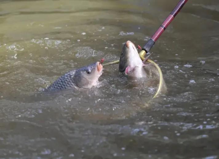 用什么钩钓鲤鱼中鱼几率高,野钓鲤鱼怎么才能把鲤鱼诱过来