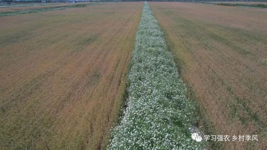 蚜虫吃绿虫,麦田蚜虫用什么药效果最好