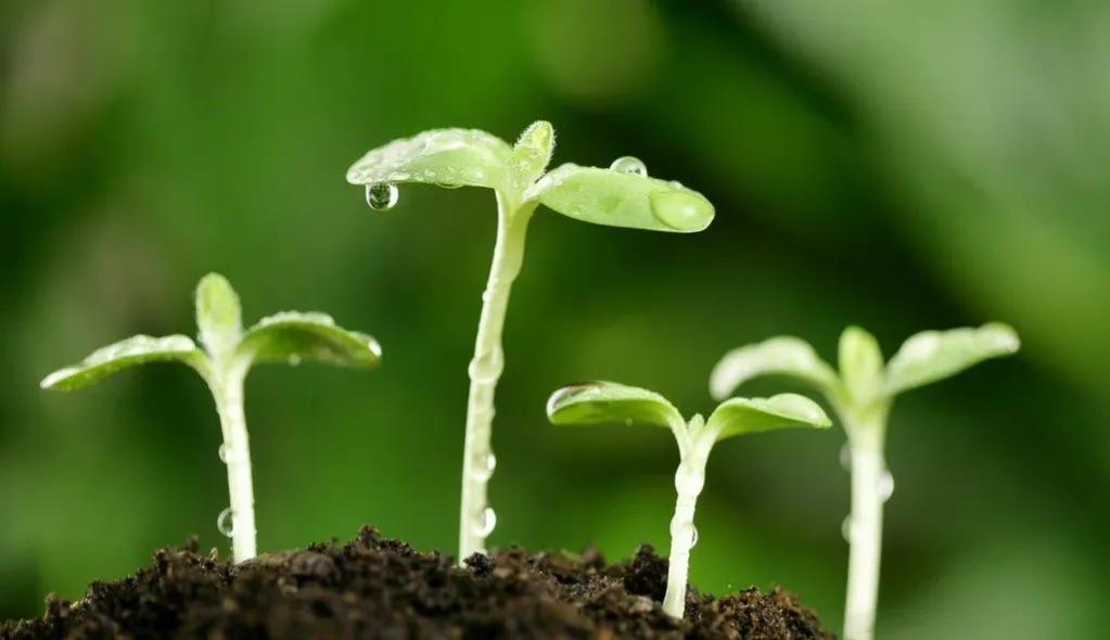 中庸智慧精华解析,中庸之道是先圣先贤的智慧结晶