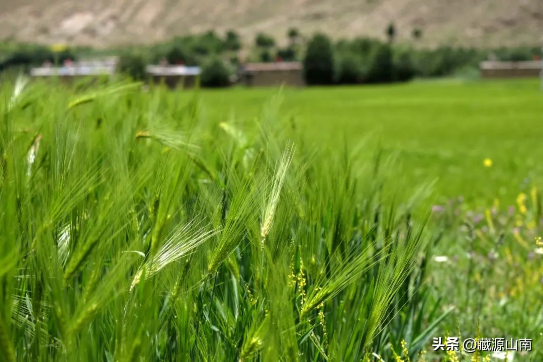 山南的变化,关于山南的问题