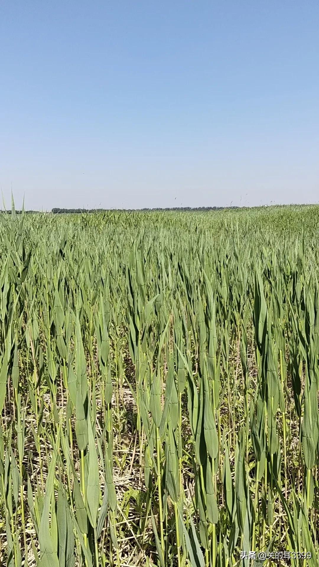 北塘新宜家园,北塘新房板块