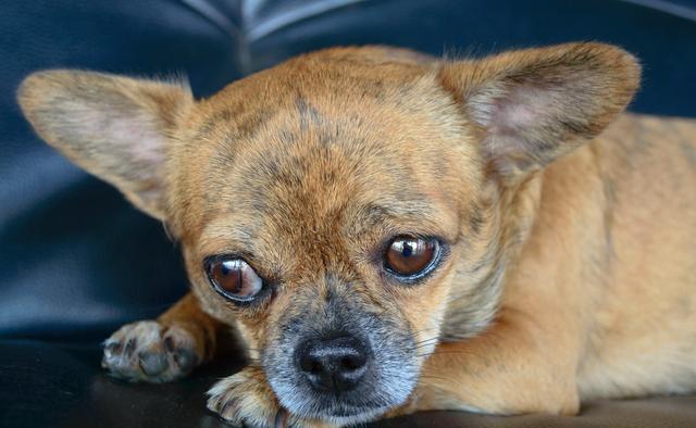 狗狗喝了双氧水怎么处理,狗狗喝了洗衣液的水怎么办