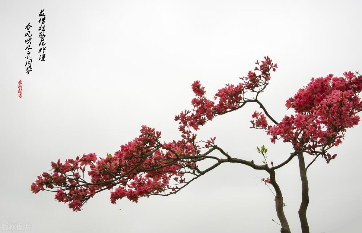 老周在云南边境打过仗,缉过毒,获过个人二等功,是个战斗英雄