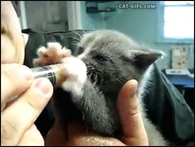 你降生时和兔子有个共同痛点：吃饭不香