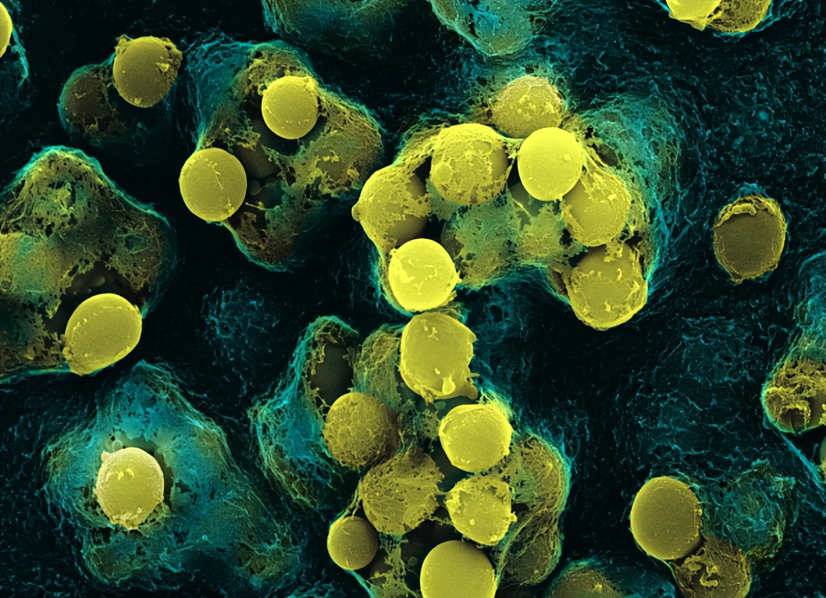 人体卫士和细菌大作战,人体卫士与细菌病毒大作战完整版