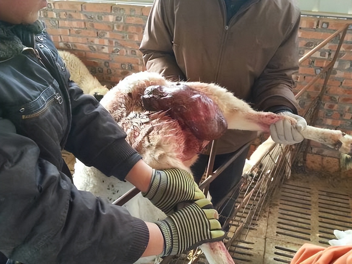 羊出现了子宫脱落还有救吗,羊掉胎的最佳治疗方法