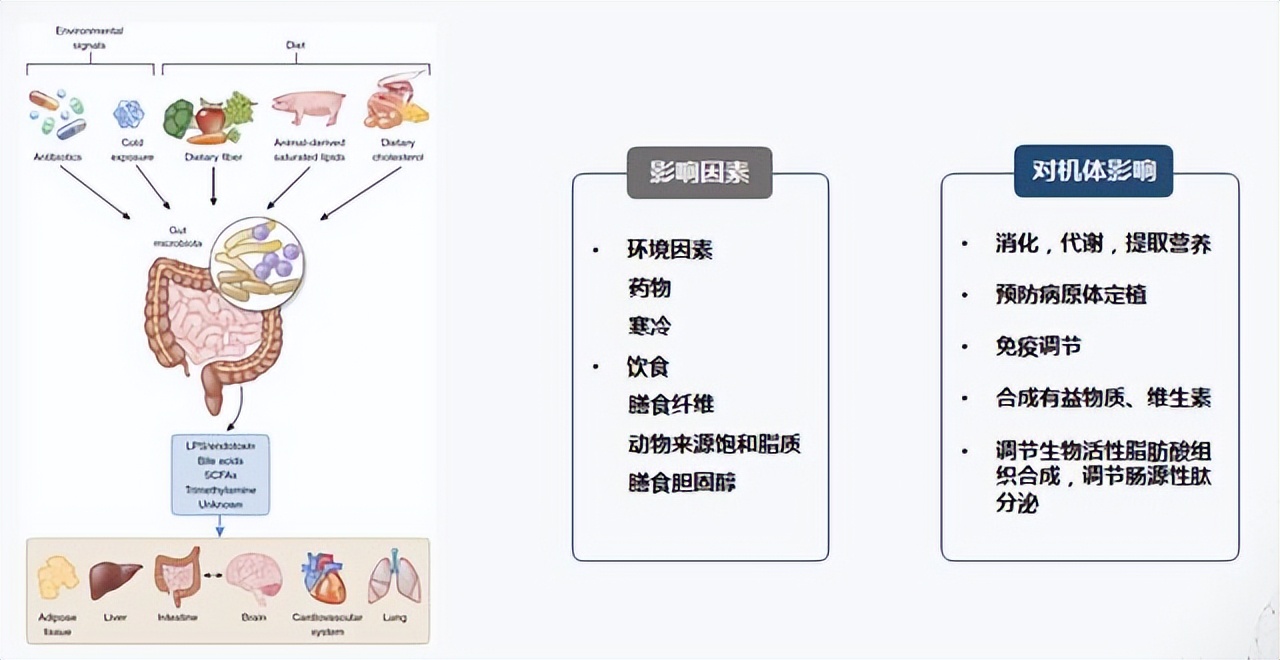 肠道菌群对糖尿病的影响,肠道有益菌对糖尿病的影响