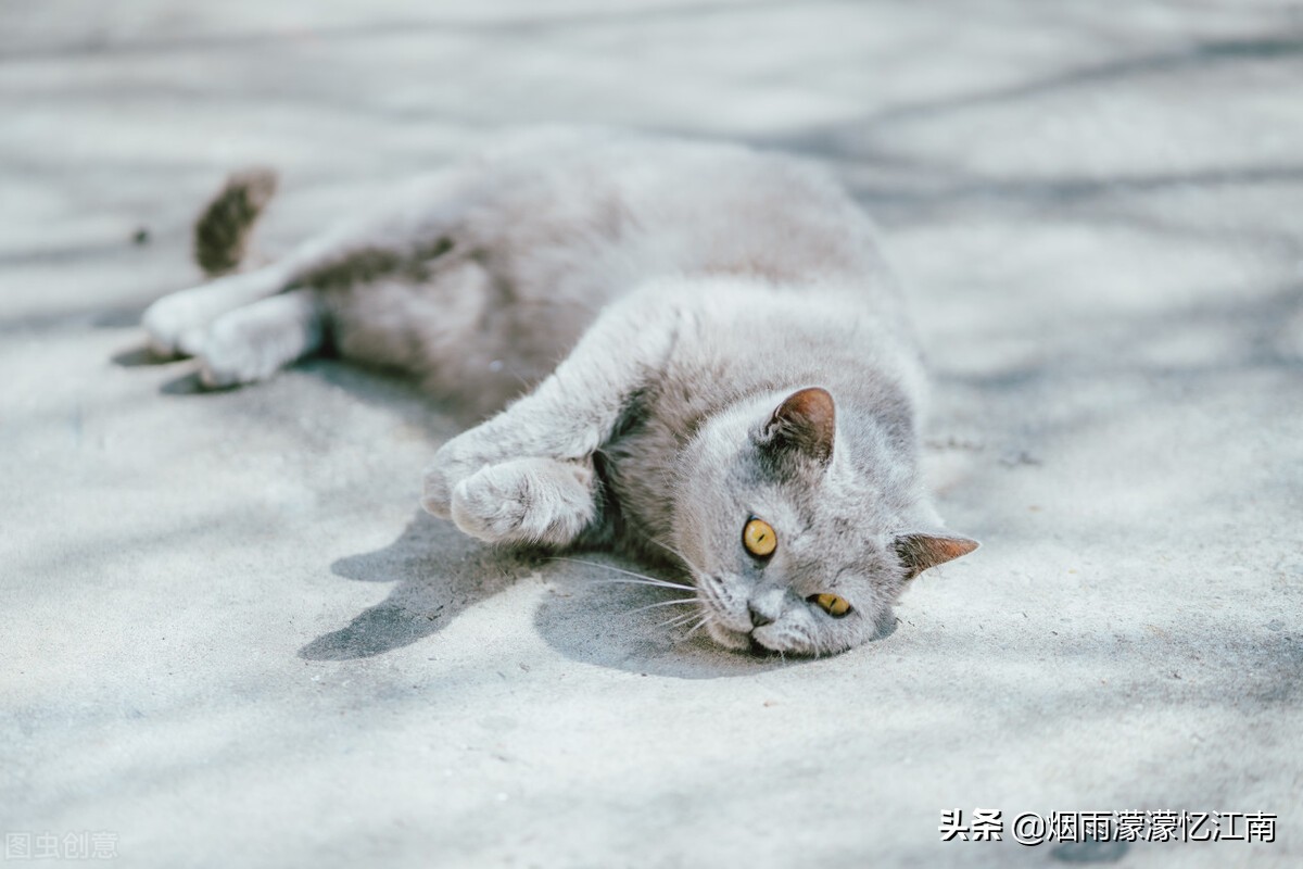 傻白甜最后的归宿,傻白甜活到现在怎么样了