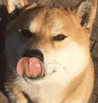 有创业项目没钱咋办,缺钱创业公司股权最佳分配方案