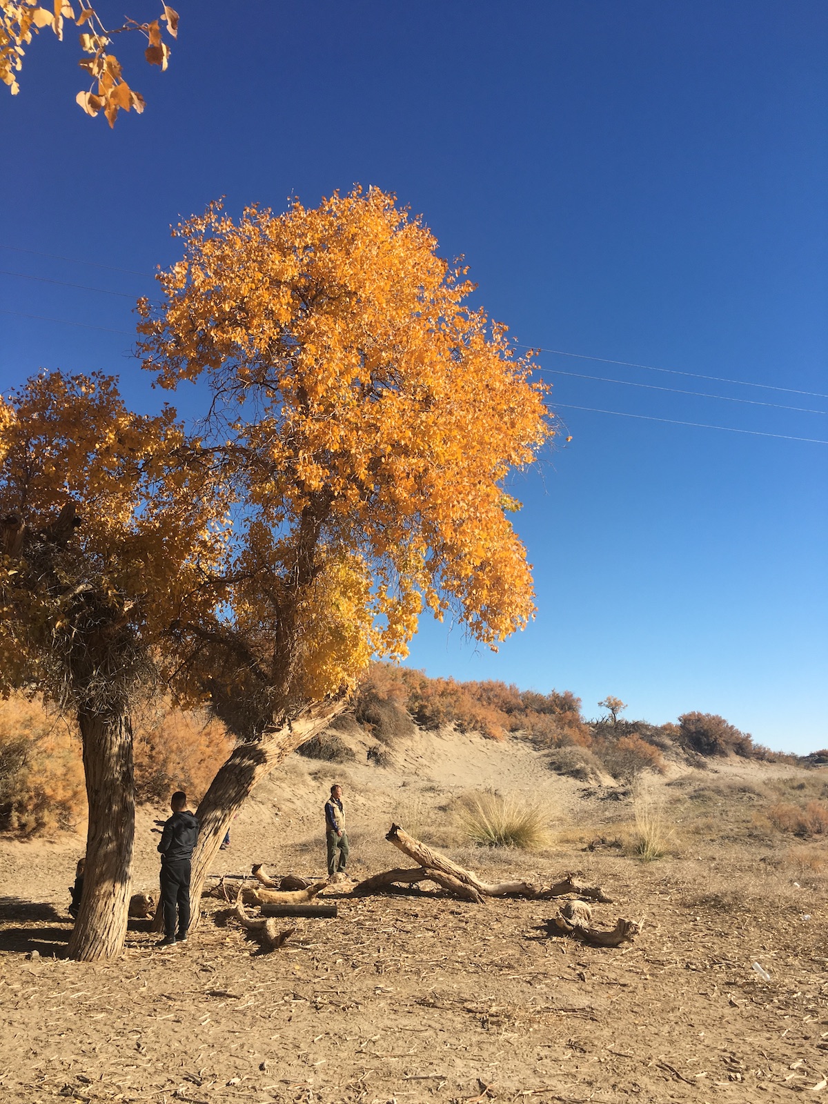 北京自驾额济纳胡杨林十天攻略,从北京到额济纳胡杨林线路