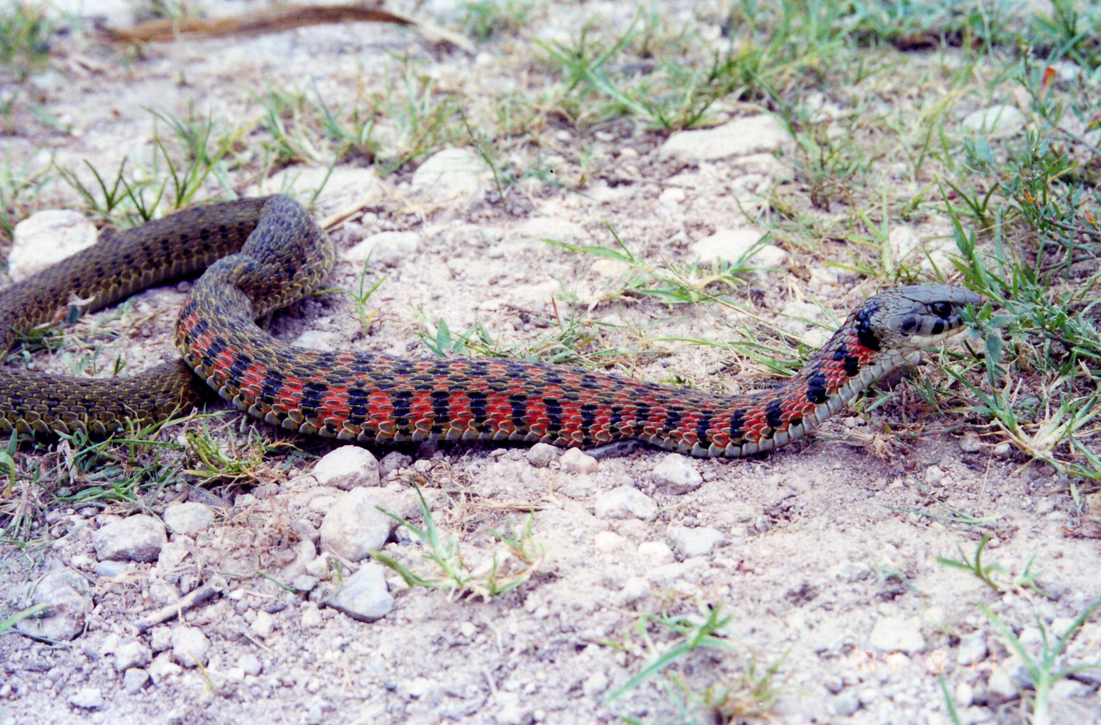 我是农夫，它是蛇