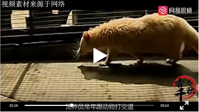 江西老汉活捉神兽,江西老汉捉到不明动物