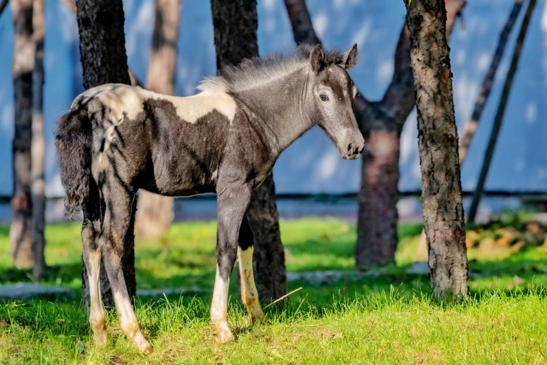 长春必去十大网红地,来长春打卡每日更新哪家火爆