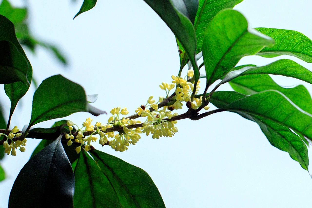 俗语说门前种三种树富贵三代人,门前栽三树家旺人也富