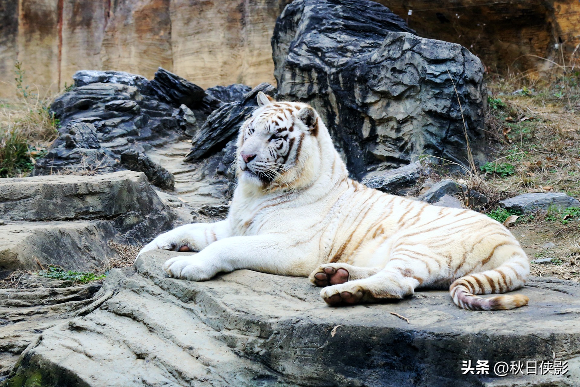 杭州野生动物世界自驾游攻略,杭州野生动物世界自驾还是步行好