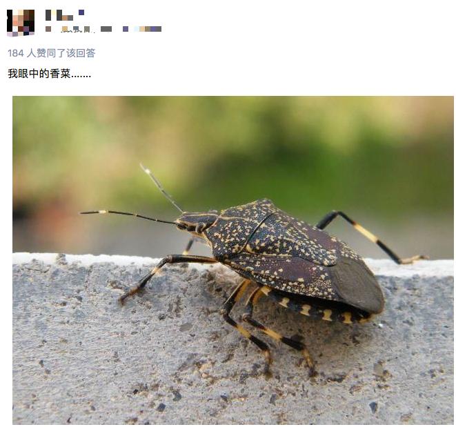 分手吧！你竟然喜欢香菜