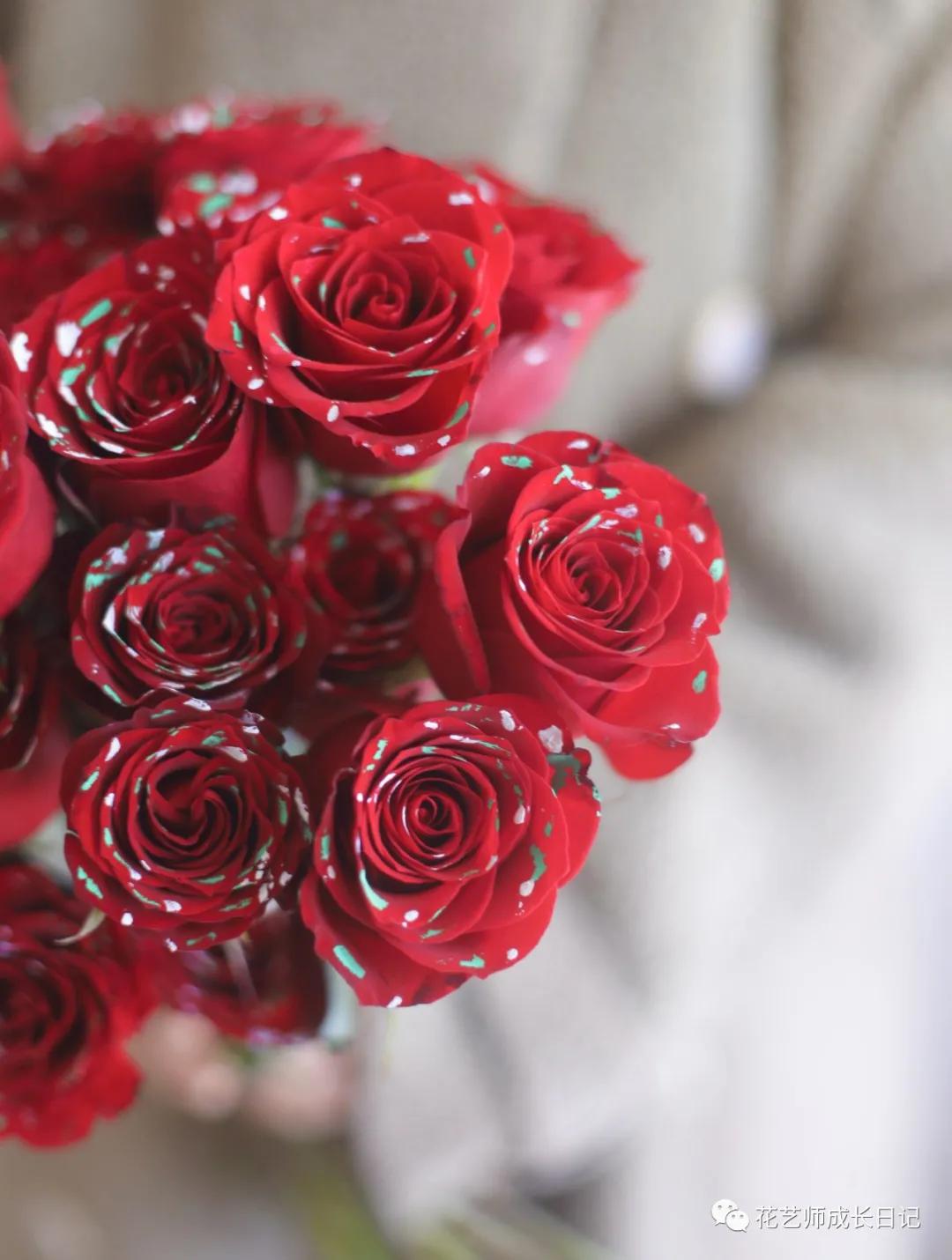 100朵玫瑰样式,圣诞限定玫瑰花