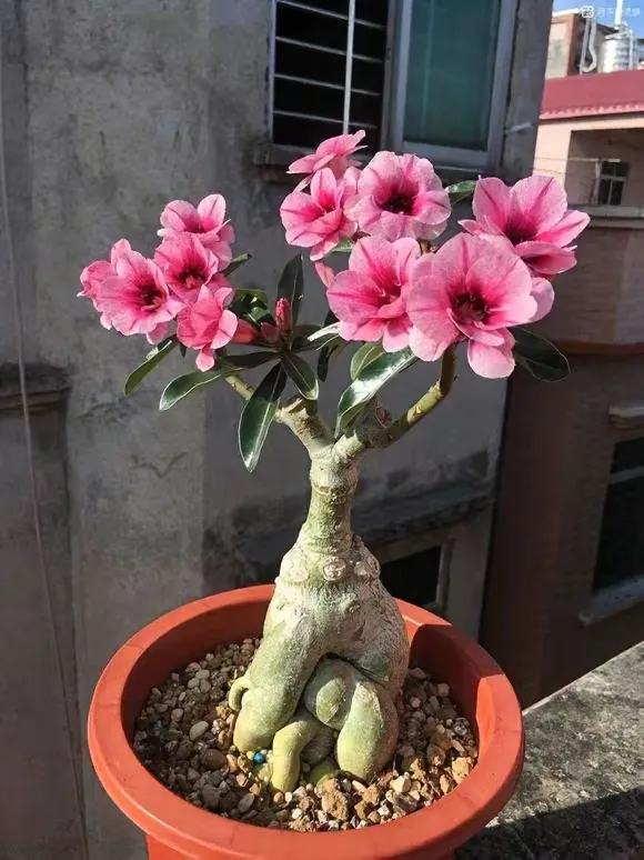 花卉市场的花有什么猫腻,为什么花市的花卉株型特别好