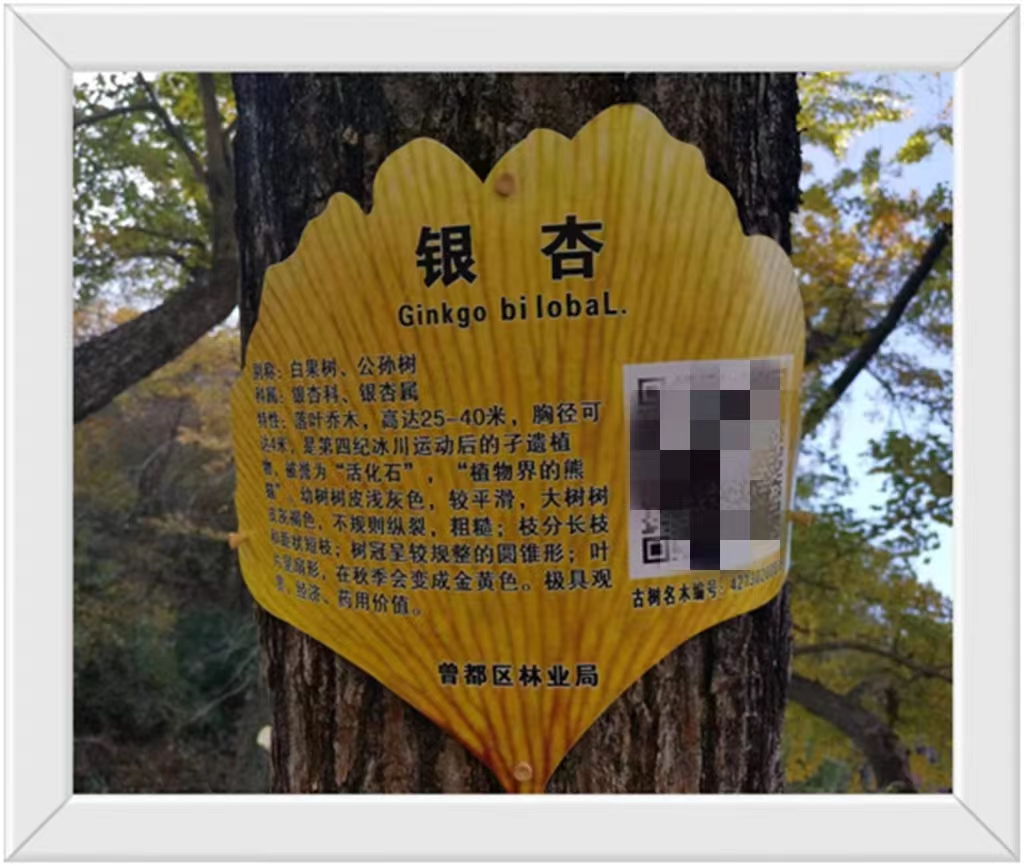 中国千年银杏谷住宿,中国千年银杏谷