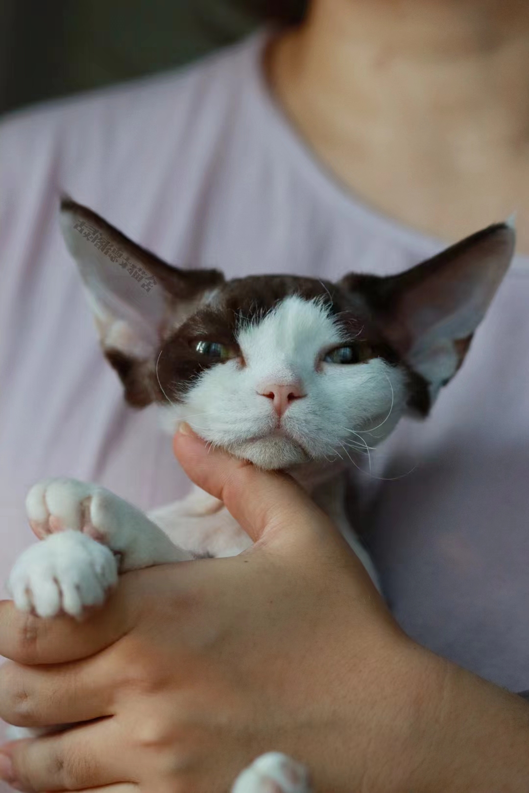 德文卷毛猫怎么避免皮肤病,为啥德文猫的猫癣这么强悍