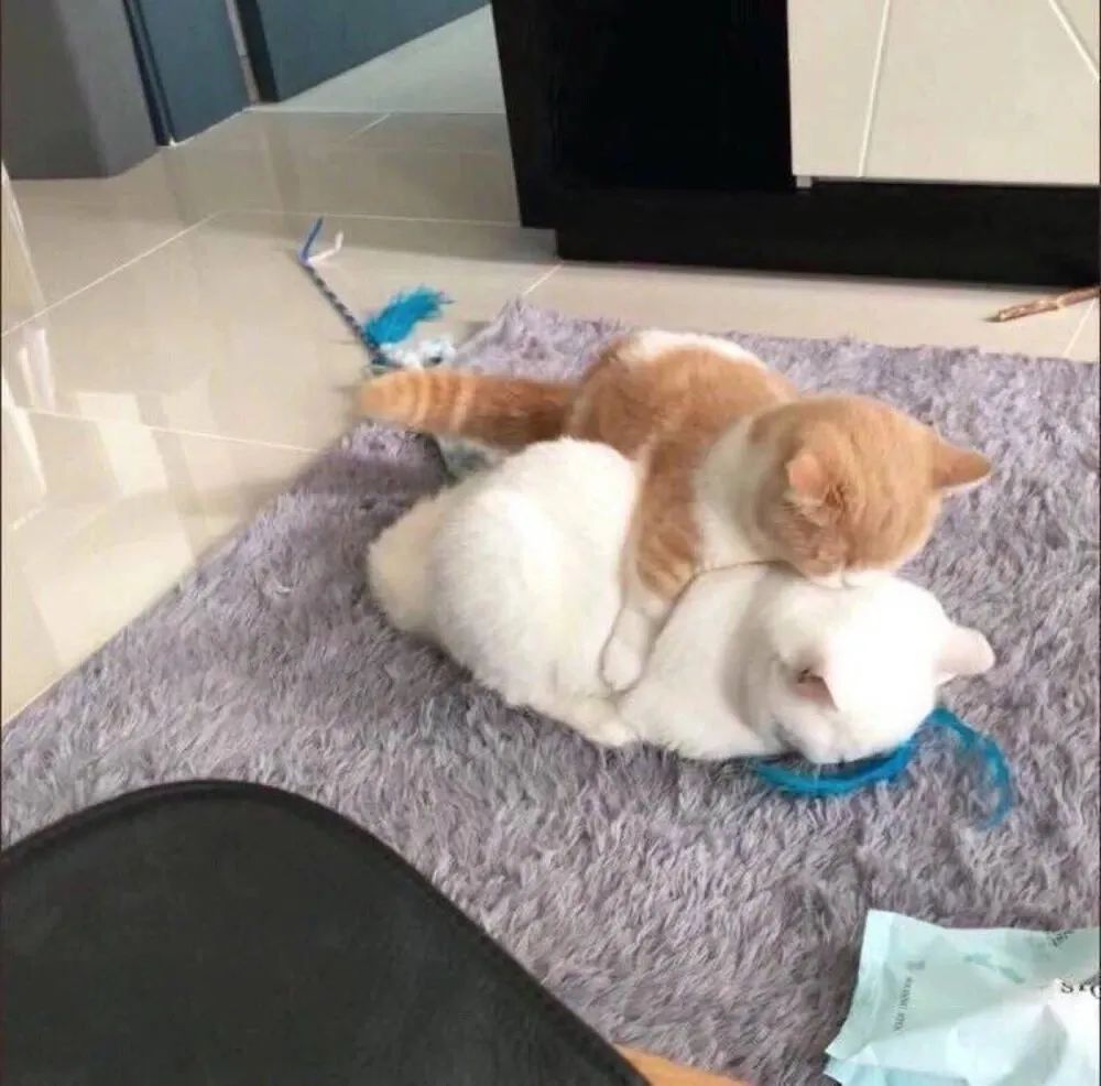 十二星座头像哪一个撩动你的心,12星座头像霸气版爱情