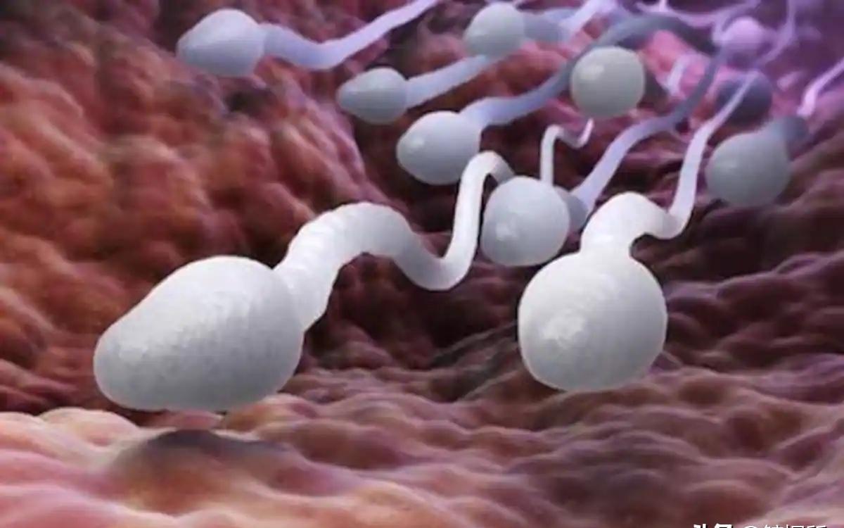 精子的生命力有多强大,精子的8大秘密