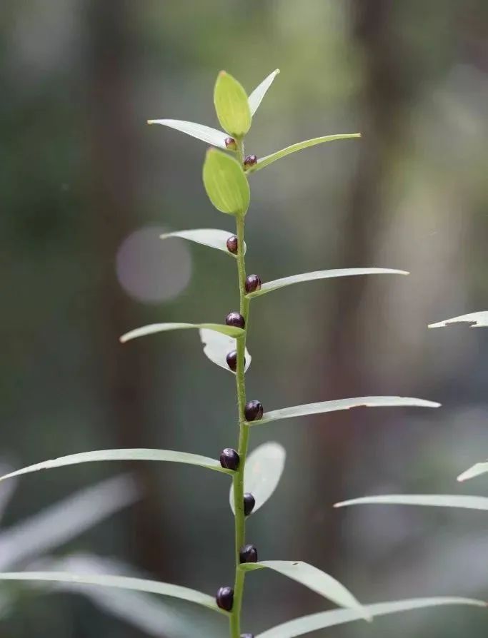 可以入药的百合品种,百合种类名称及图片及花语