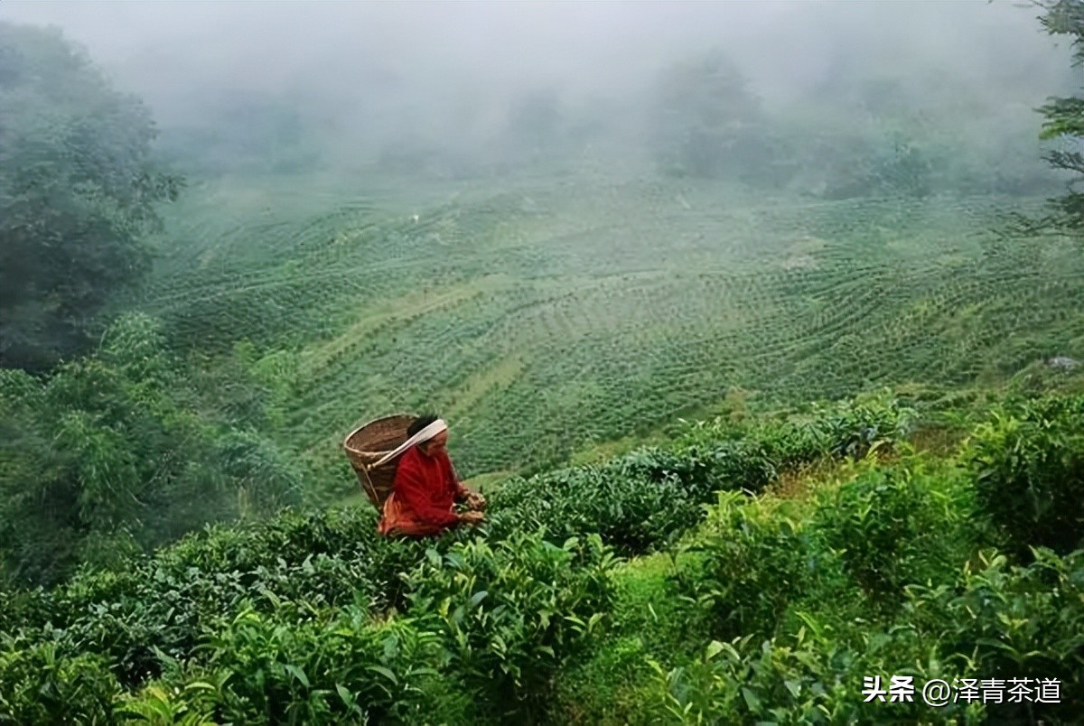 世界十大茶日,国际茶日英文版