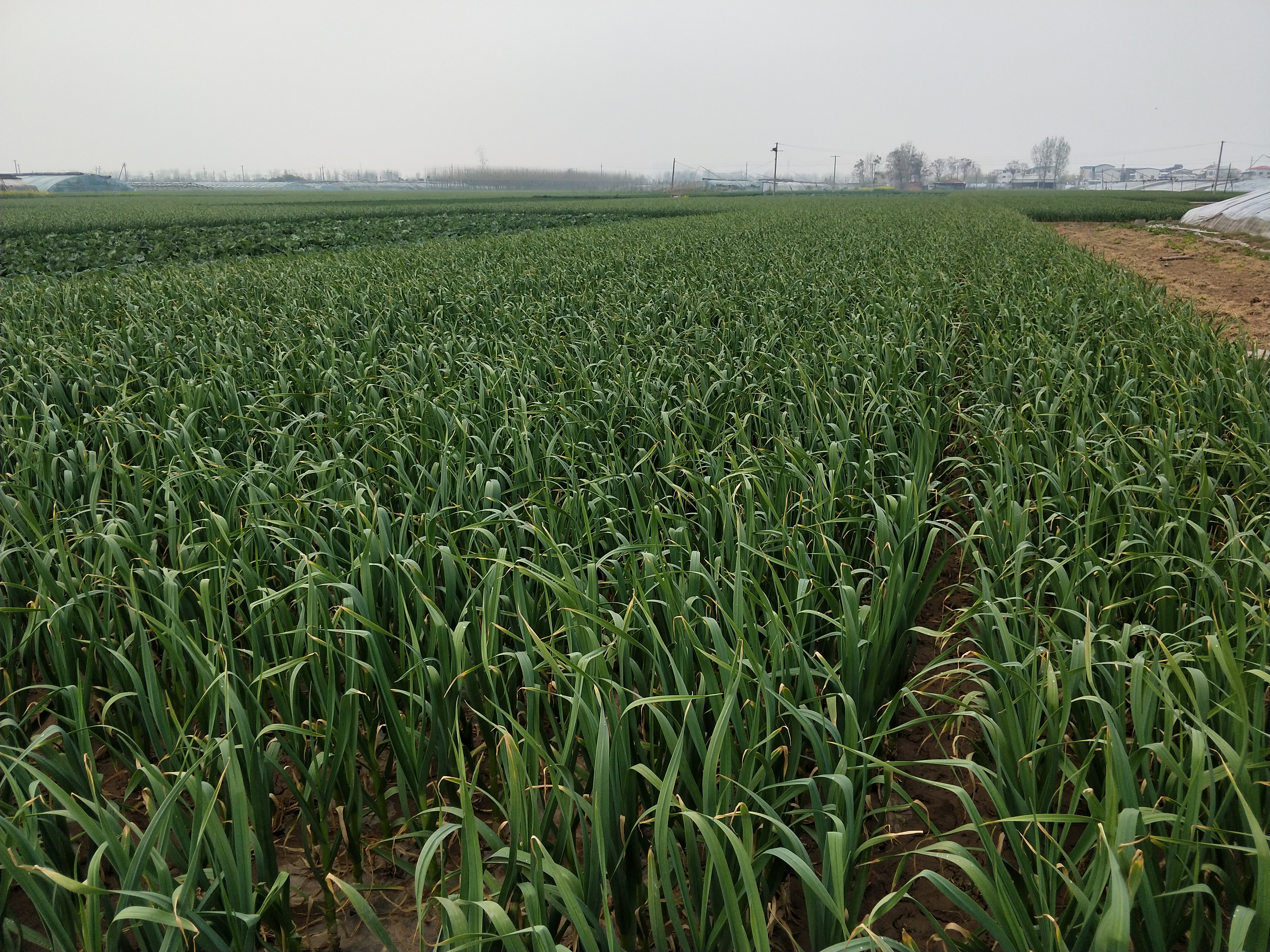 大蒜幼苗叶发黄是怎么回事,大蒜叶片发黄干枯农户如何解决