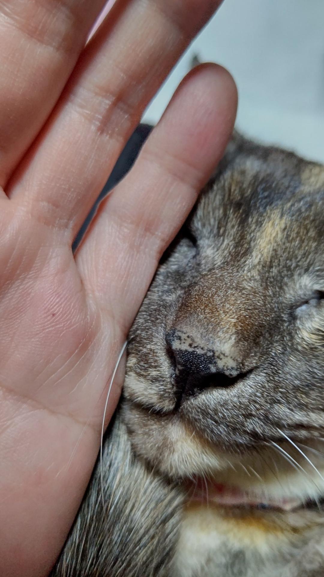 最长寿猫咪死亡,世界上最长寿的猫咪去世