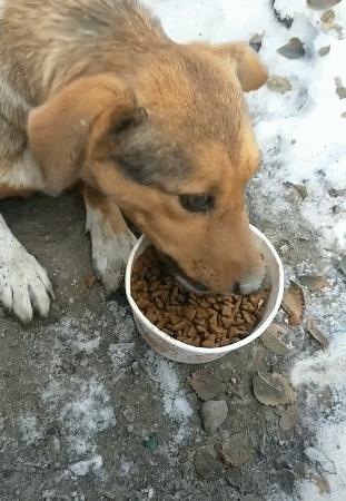 狗狗吃自制狗粮好还是成品狗粮好,幼犬狗粮排行榜狗狗吃哪种狗粮好