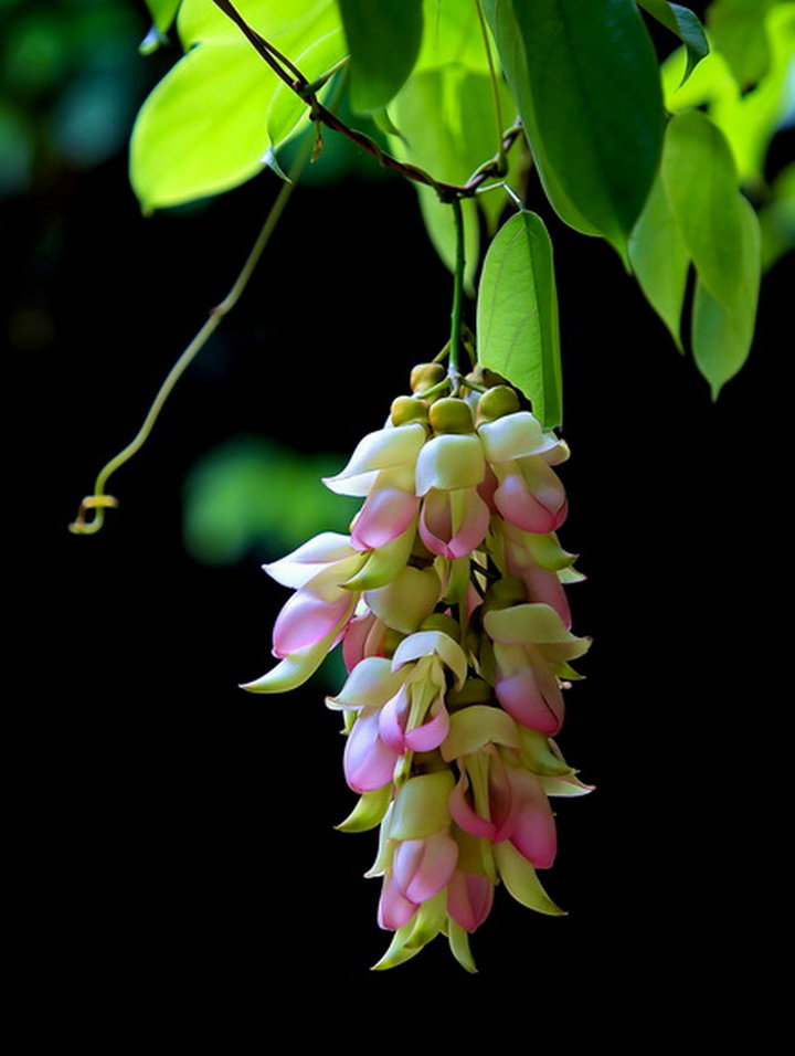 适合春季赏花的花,视觉盛宴五种赏花名花供您选择