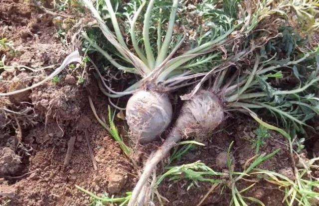 无良商家炒作玛咖，云南50岁农民*款贷**50万种植玛咖亏得血本无归