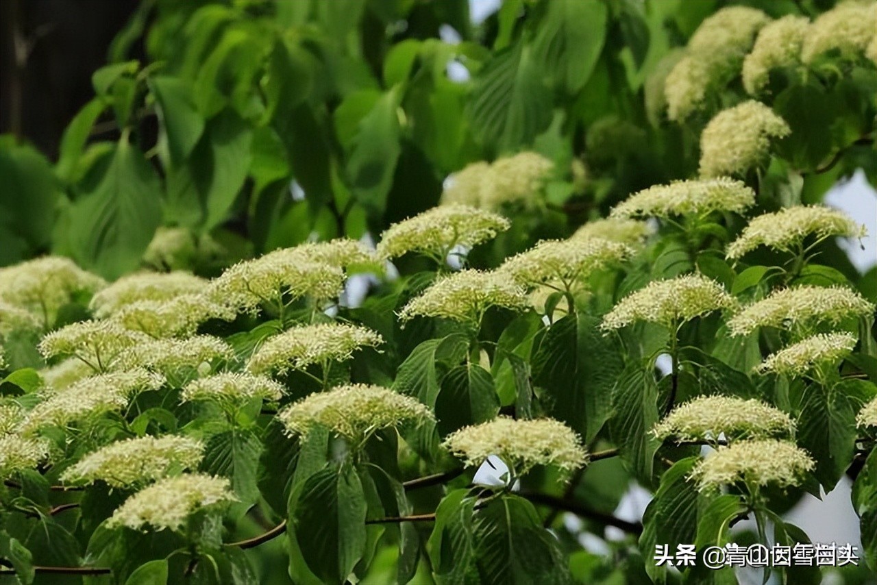 种树植树节,植树节种树的过程