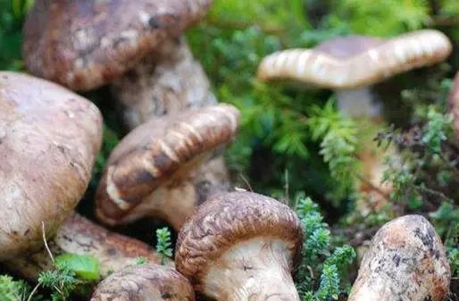 松茸美味不可抵挡,松茸独一无二