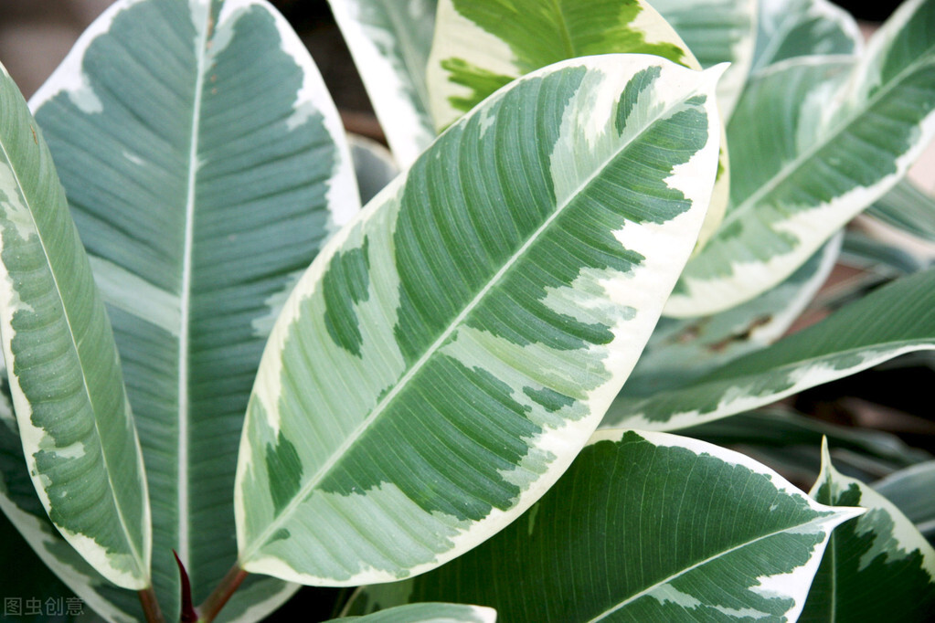 适合室内去养的净化空气的绿植,室内净化空气好养活好看的绿植