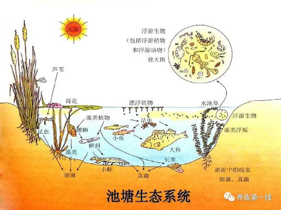 水体中的浮游动物,浮游植物与水华的关系