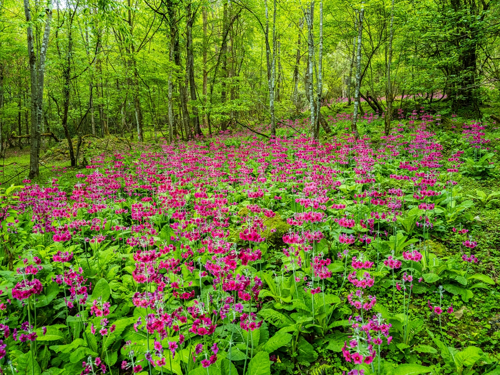 雅安熊猫生态公园地址,雅安芦山熊猫公园