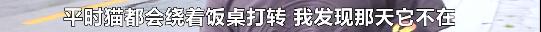 宠物猫被车压死怎么赔偿,宠物猫被车撞死车主要赔偿么